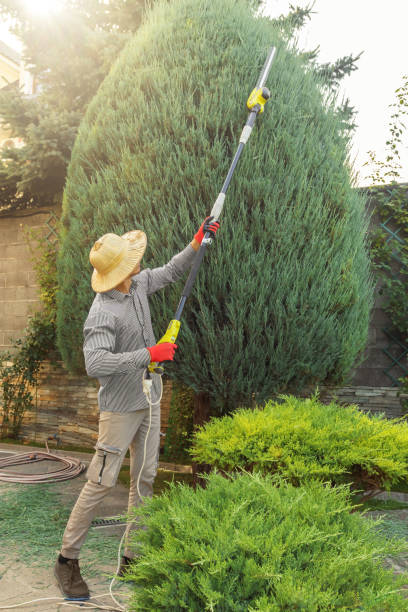 Best Tree Health Inspection  in San Marino, CA